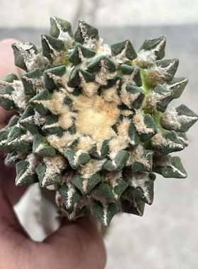 黑牡丹 开花精品仙人球