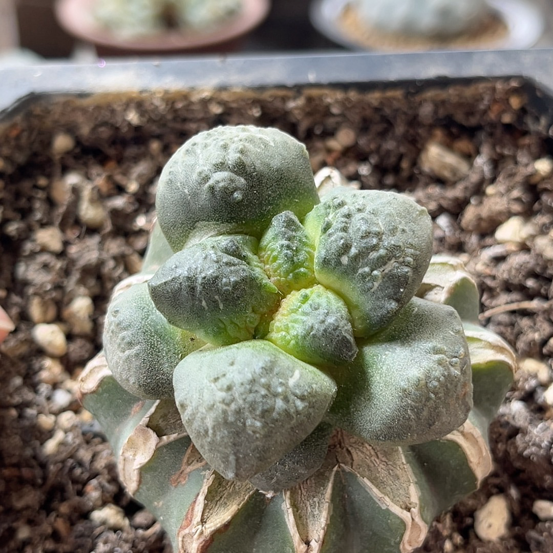 丸叶连山牡丹 开花精品仙人球