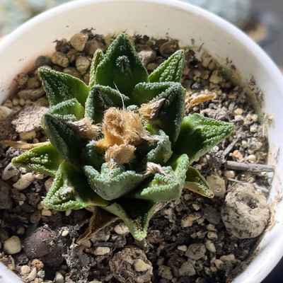 短疣螺旋辛顿牡丹 实生开花精品仙人球