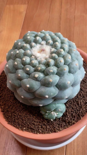 开花精品仙人球 草球实生侧芽