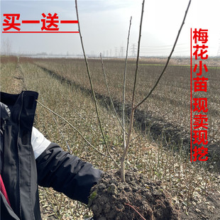 原生梅花小苗红梅绿梅金钱绿萼骨里红宫粉玉蝶梅花阳台庭院种植