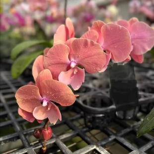 双花剑骏橙蝴蝶兰快长花苞台湾品种东骏兰业授权花开对版基地包邮