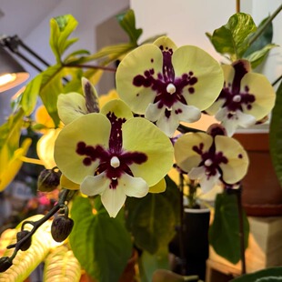 台湾品金色梦乡蝴蝶兰开花株花苗带花剑花开对版顺丰包邮