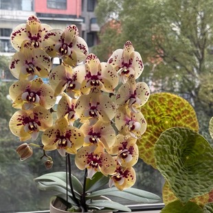 东骏萤火虫蝴蝶兰花苗带花剑花开对版顺丰包邮