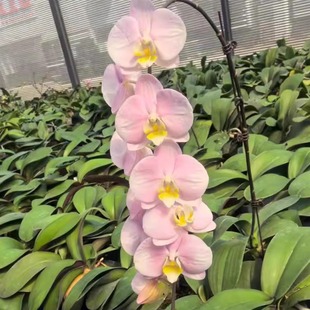 稀有台湾品种蝴蝶兰苗维纳斯大极光马卡龙千机变奶茶花开对版