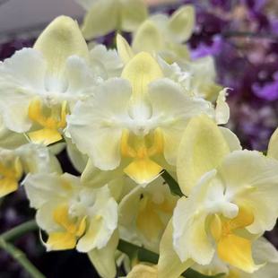 台湾蝴蝶兰夜光小精灵 七彩祥云 碎冰 1155-10 蝶飞漫舞 花开对版