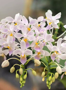 4.5寸杯蓝唇eq蝴蝶兰花瓣带蓝色稀少个体仅是苗无花剑花开对版