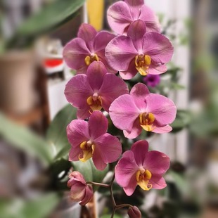 包邮 台湾品蝴蝶兰LL217仅是苗无花剑3.0寸杯花开对版 顺丰