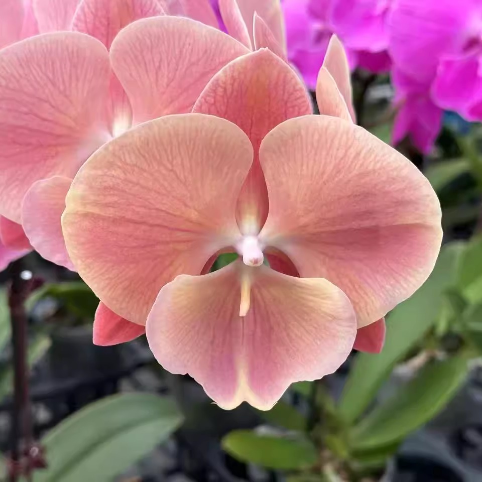 4.5寸杯214蝴蝶兰花开对版