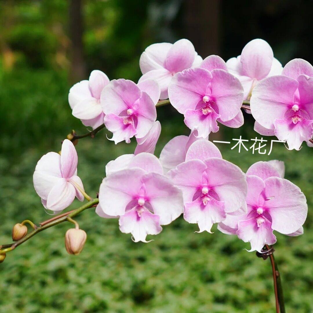 精品迷雾开花株3.5寸杯双花剑带花带花苞花开对版顺丰包邮,鲜花速递/花卉仿真/绿植园艺,时令草本花卉,淘宝优惠券,粉丝福利购,淘宝优惠卷