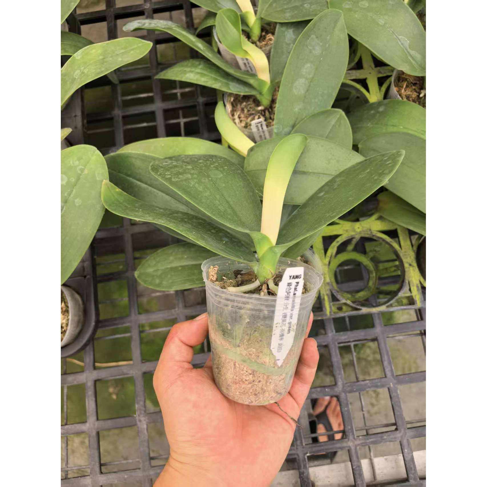 绿色阿嫲2.5寸杯变异分生苗