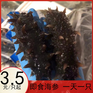 即食海参500g鲜活海生刺参单个装速食特价
