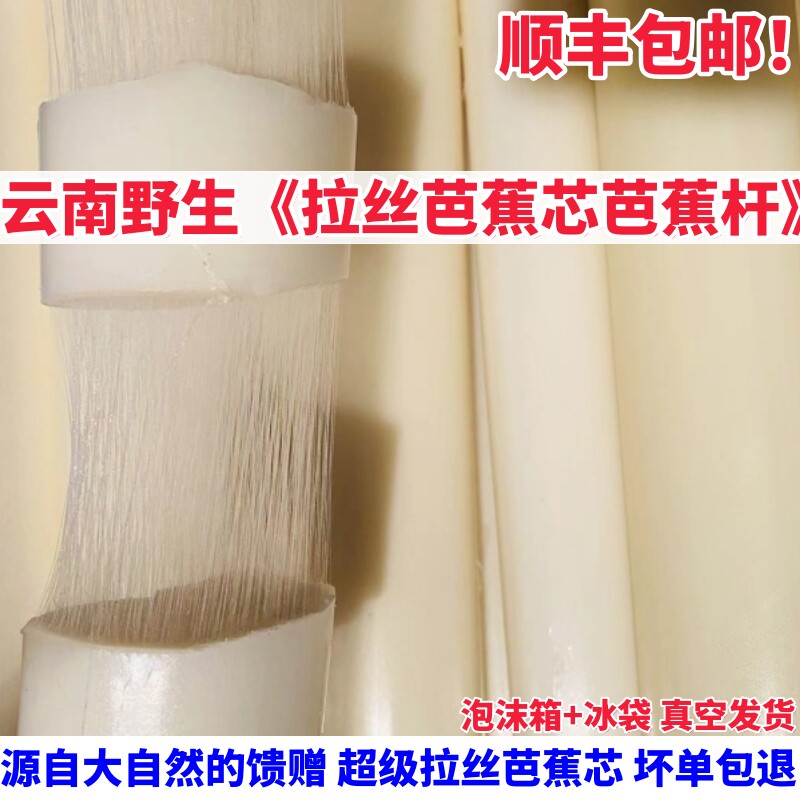 可食用拉丝芭蕉芯天然芭蕉杆现摘现发新鲜香蕉菜吃播同款实心芭蕉