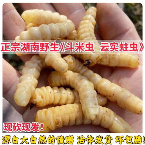 野生斗米虫云实树蛀虫天牛蛹