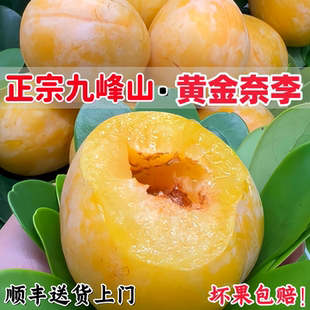 广东乐昌黄金奈李新鲜采摘李子孕妇水果九峰蜂糖李脆甜多汁恐龙蛋