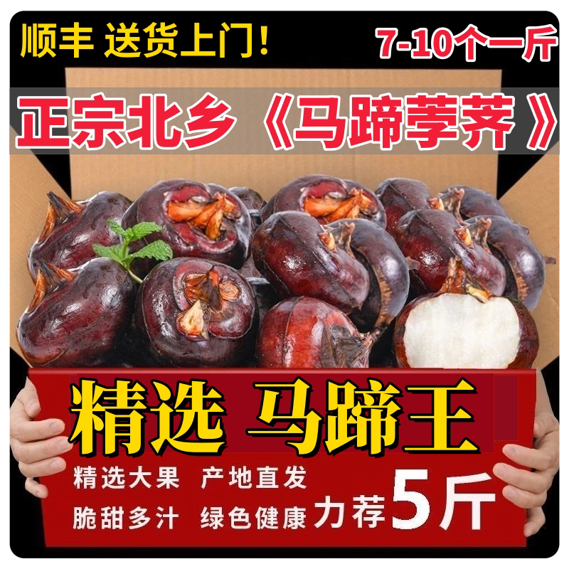 精选特大马蹄王脆甜荸荠北乡特产