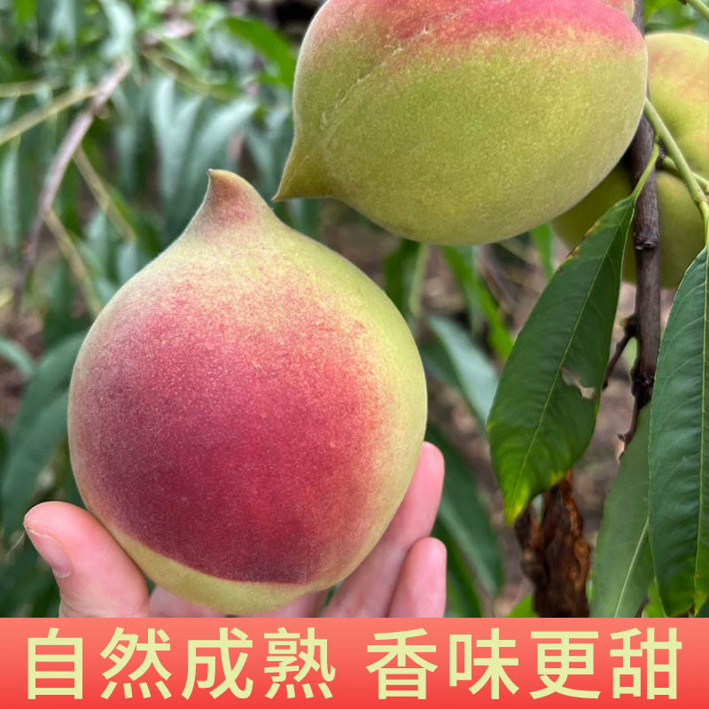 广东粤北超甜鹰嘴桃新鲜桃子当季水果5斤农家自种油桃脆甜多汁