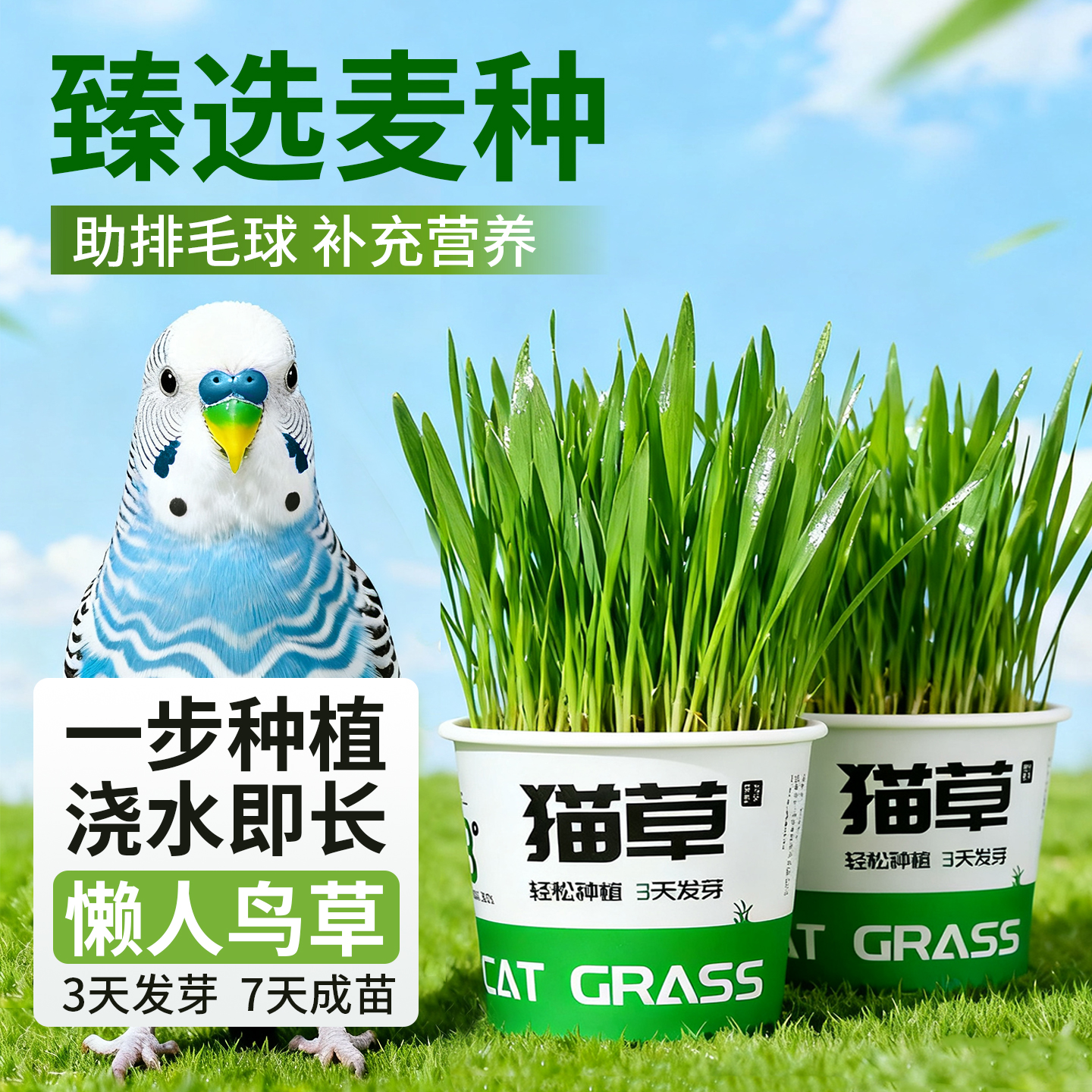 鹦鹉麦芽草粮大麦种子鹦鹉啃咬