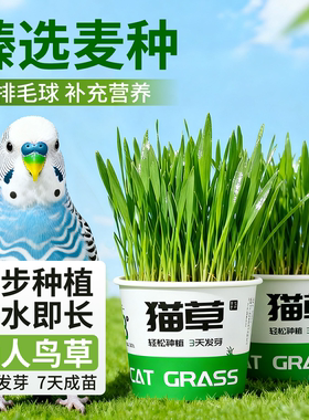 鹦鹉麦芽草粮大麦种子鹦鹉啃咬饲料鸟草盒零食促进消化解闷啄毛