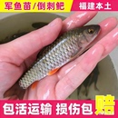 军鱼苗淡水养殖光倒刺鲃将军鱼黄娟鱼苗冷水溪流观赏鱼军鱼石坚鱼