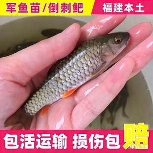 军鱼苗淡水养殖光倒刺鲃将军鱼黄娟鱼苗冷水溪流观赏鱼军鱼石坚鱼