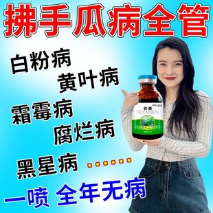 佛手瓜专用肥料佛手瓜病害清叶斑病锈病枯萎病根腐病全管杀菌剂肥