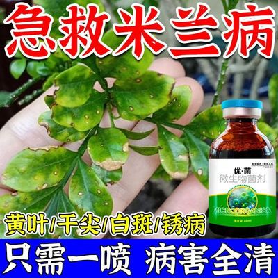 米兰花病全管藻斑炭疽白斑叶斑病黄叶掉叶米兰专用营养液一喷绿