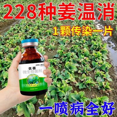 沙姜根腐病姜瘟病菌剂沙姜烂脖子茎基腐病根腐枯萎黄叶专用病害清