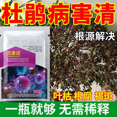 杜鹃不掉苞杜鹃花叶子发黄掉叶枯萎黄黑斑杜鹃花专用防治杀菌剂