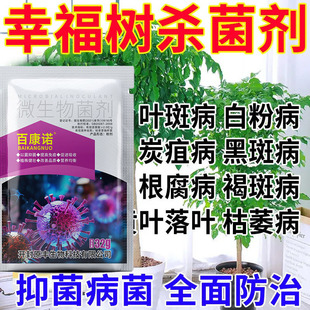 幸福树掉叶子枯萎幸福树专用幸福树叶斑病黑斑病专用营养液急救