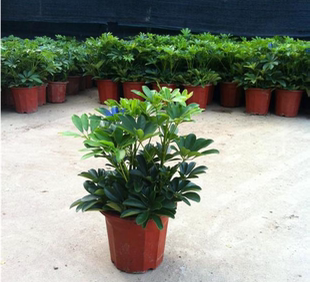 鹅掌藤 小鸭脚木