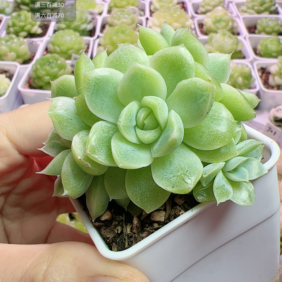 J01砍头6头群6厘米