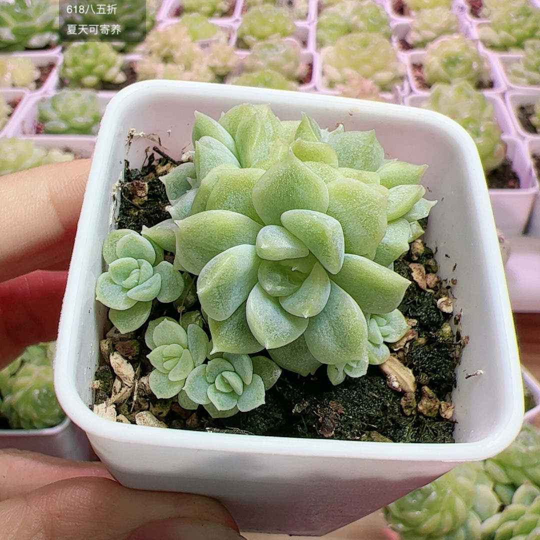 373砍头群12头