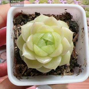 锅盖麦秆