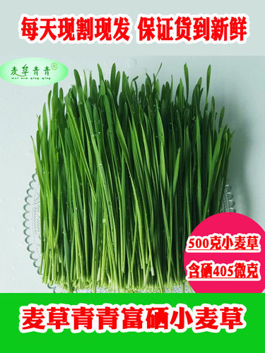 小麦草每天现采现发夏泡沫箱加冰