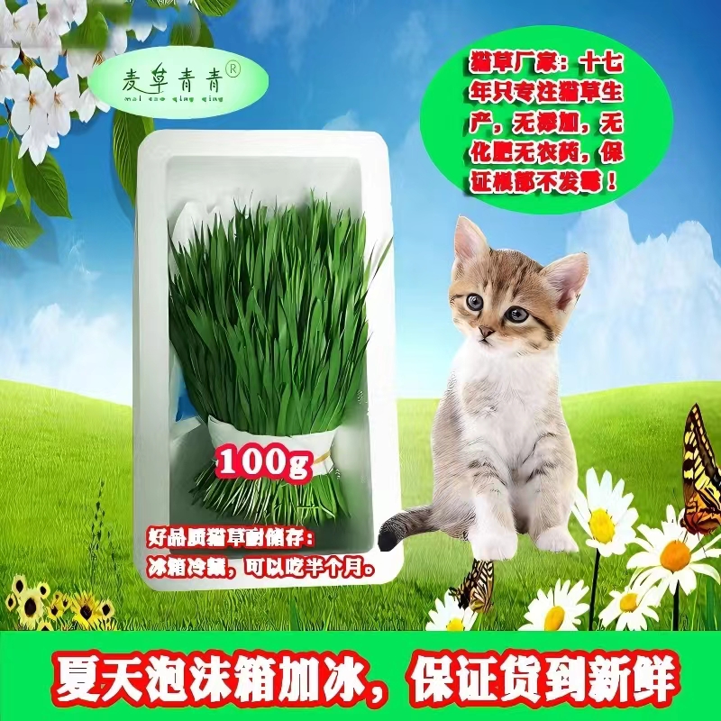 猫草麦草青青种植地直营现割现发