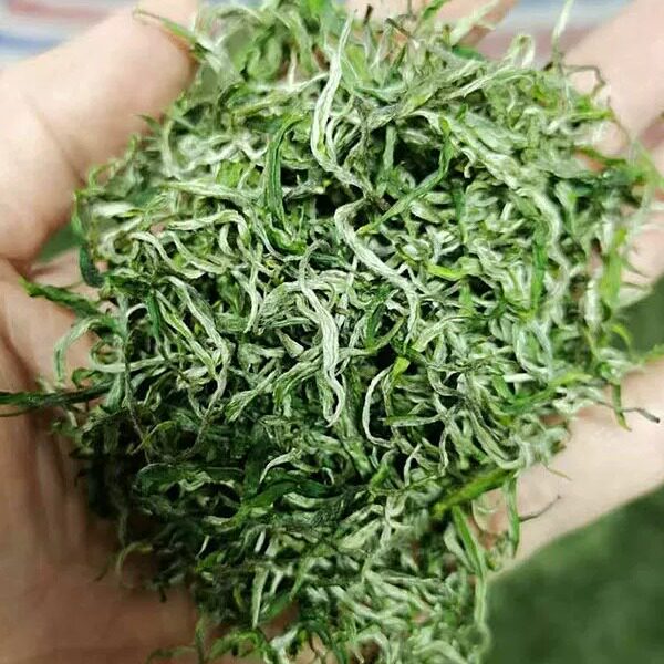 特靓茶2026年新鲜春茶明前茶广西桂平西山绿茶50g嫩茶芽浓香回甘