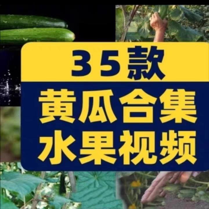 黄瓜合集有机水果片大棚种植采摘农业绿色小视频高清实拍素材剪辑