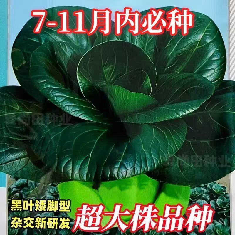 黑叶矮脚苏州青种子青梗菜