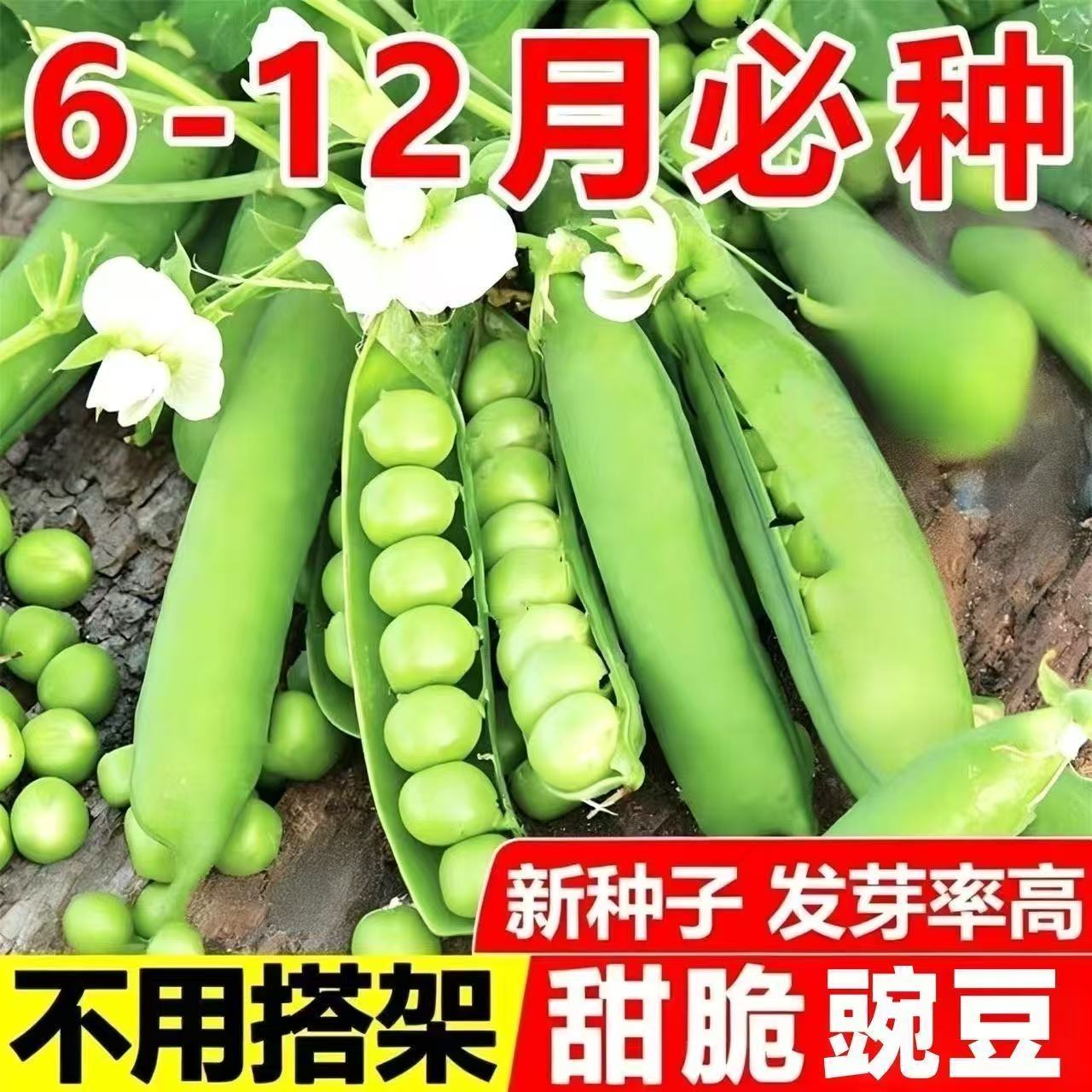 高产甜豌豆种子水果豌豆种子