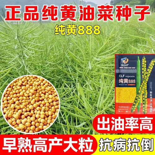 正宗纯黄油菜种子纯黄888
