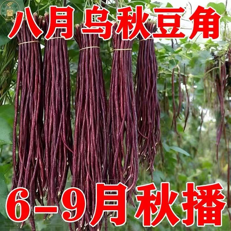 八月乌秋豆角种子特长红豇豆
