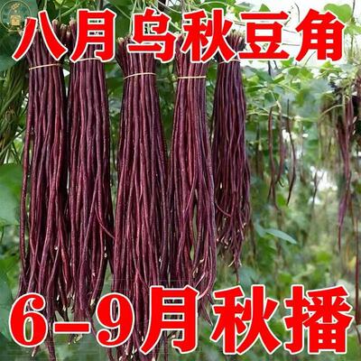八月乌秋豆角种子特长红豇豆