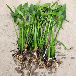 水生植物慈姑苗种苗茨菇种球 慈菇苗茨菰水草沼泽水田栽种产量高