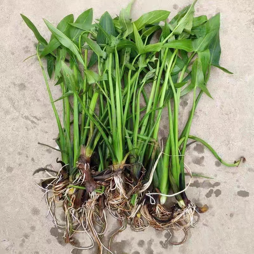 水生植物慈姑苗种苗茨菇种球 慈菇苗茨菰水草沼泽水田栽种产量高