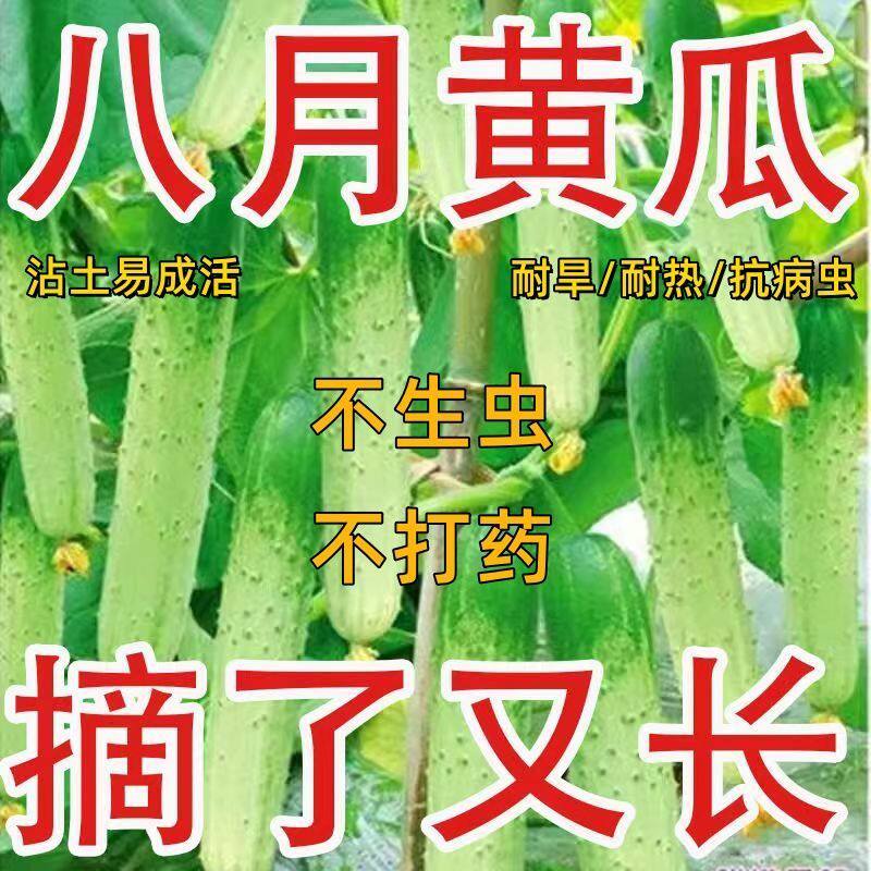 唐山秋瓜种子秋黄瓜旱黄瓜籽图片