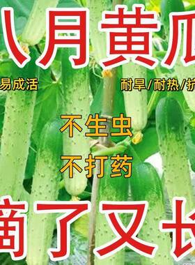 唐山秋瓜种子秋黄瓜旱黄瓜籽