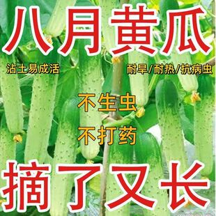 唐山秋瓜种子秋黄瓜旱黄瓜籽春季秋季易播种高产水果黄瓜蔬菜种子