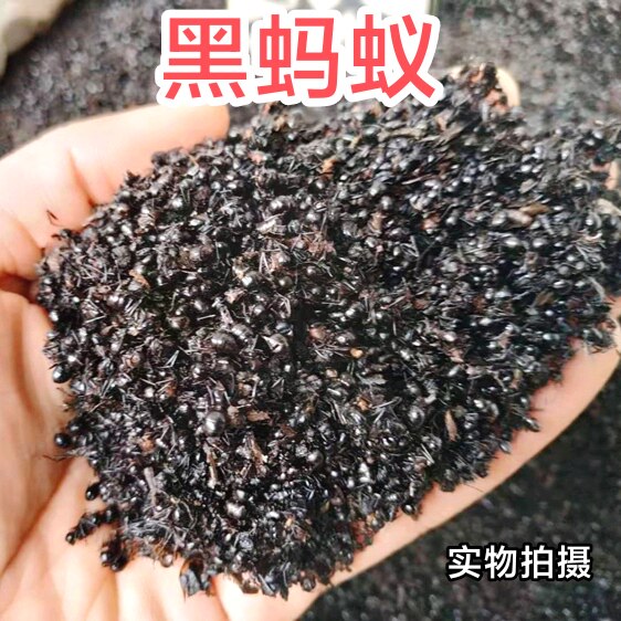 大兴安岭野生黑蚂蚁干500g正品东北野生黑蚂蚁中药材泡酒可打粉