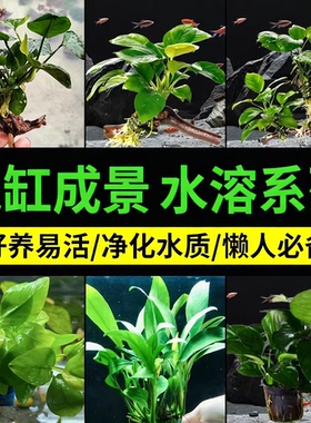 阴性水榕水草小榕大叶榕丹麦榕系列懒人小缸造景净化水质新手养草